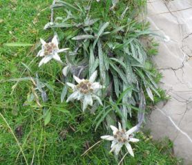 Бавария и Бодензее